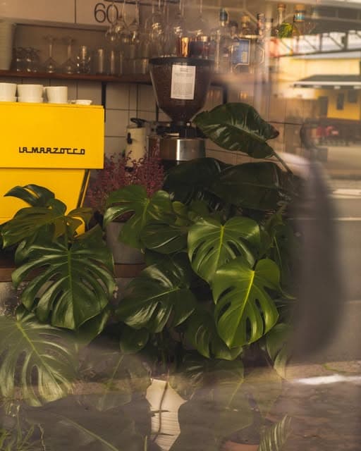 La Marzocco espresso machine with monstera plants